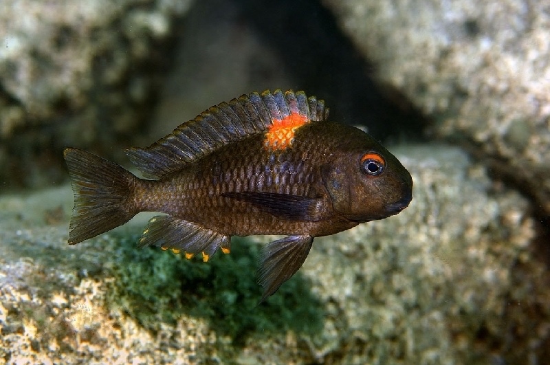 Tropheus sp. 'kirschfleck' Katumbi Point